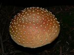 Amanita muscaria 26643.JPG