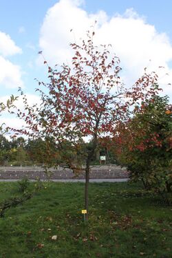 Amelosorbus raciborskiana PAN.JPG