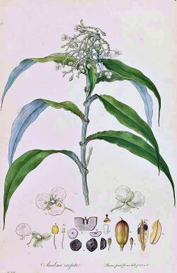 Aneilema crispata (Illustrationes Florae Novae Hollandiae plate 6).jpg