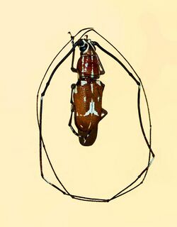 Anthribidae - Xenocerus enganensis.JPG