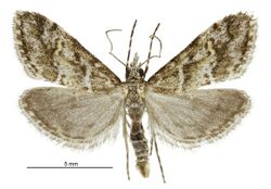 Argyria s.l. strophaea male.jpg