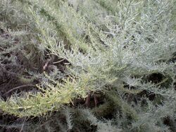 Artemisia californica 2c.JPG