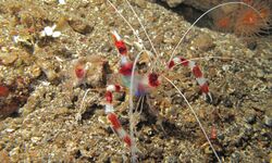 Banded Boxer Shrimp (Stenopus hispidus) (6080400754).jpg