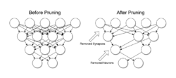 Before after pruning.png