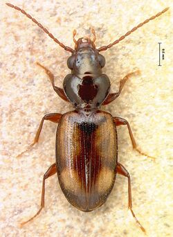 Bembidion constricticolle1.jpg