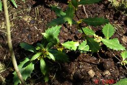 Berberis hypokerina.jpg