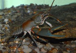 Big Sandy crayfish (16382866013).jpg