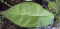 Blachia andamanica subsp. denudata 25.JPG