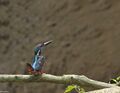 Blyth's Kingfisher - Rarest Kingfisher found in India.jpg