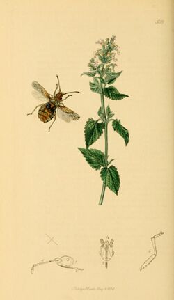 British Entomology Volume 7 (John Curtis) Plate 500.jpg