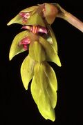Bulbophyllum bicoloratum - journal.pone.0072688.g001.jpg