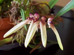 Bulbophyllum longiflorum - Flickr 003.jpg