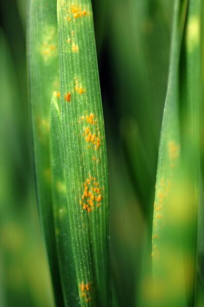 File:CSIRO ScienceImage 10772 Rustaffected wheat seedlings.jpg