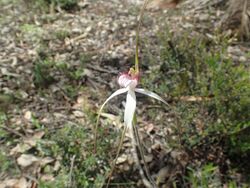 Caladenia longicauda redacta 04.jpg