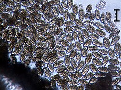 Camarosporium-spores-Tongass.jpg