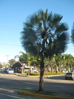 Carnaúba Palm.jpg