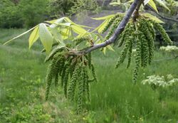 Carya myristiciformis.jpg