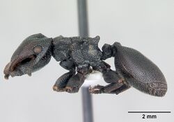 Cephalotes bruchi casent0173667 profile 1.jpg