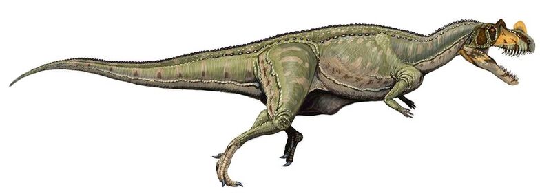 File:Ceratosaurus nasicornis DB.jpg