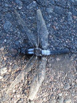 Chalk-fronted Corporal (Ladona julia) - Male 02.jpg