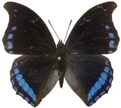 Charaxes laodice from CAR.jpg