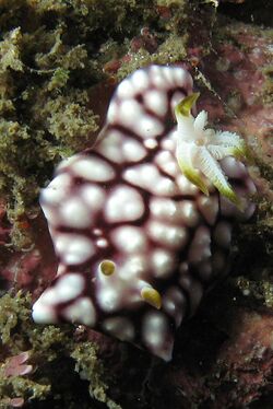 Chromodoris geometrica 1.jpg