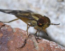 Chrysops P1600063a.jpg