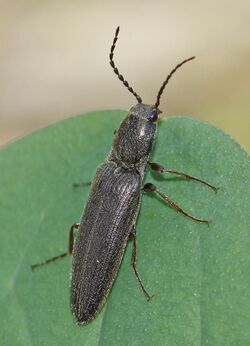 Click Beetle - Sylvanelater cylindriformis, Riverbend Park, Great Falls, Virginia.jpg