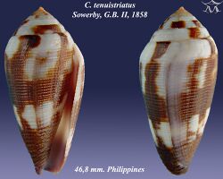 Conus tenuistriatus 1.jpg