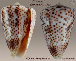 Conus vautieri 2.jpg