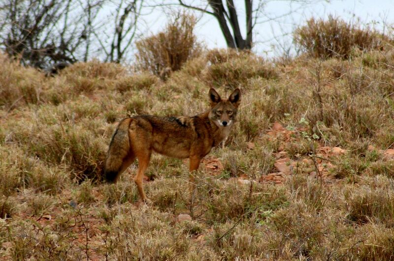 File:Coyote en Sonora.jpg