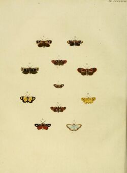 Chrysauge is a genus of snout moths. It was described by Jacob Hübner in 1823.