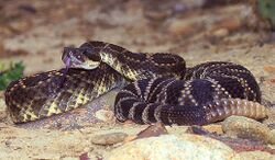 Crotalus viridis helleri.jpg