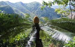 Cycas pectinata Khuraijam.jpg