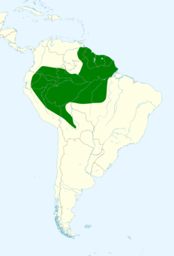 Cyphorhinus arada map.svg