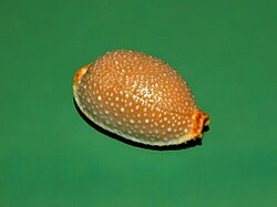 Cypraeidae - Staphylaea nucleus-1.JPG