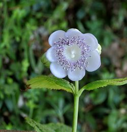 Deinanthe caerulea. Locatie Tuinreservaat Jonkervallei 01.JPG