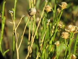 Desert Broom Gall (14010415203).jpg