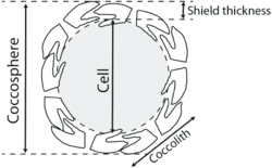 Diagram of a coccolithophore cell and its shield of coccoliths.png