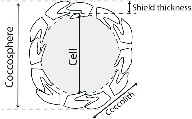 File:Diagram of a coccolithophore cell and its shield of coccoliths.png