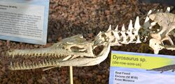 Dyrosaurus mount.jpg
