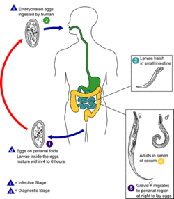 Enterobius vermicularis LifeCycle.gif