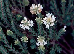 Epacris paludosa.jpg