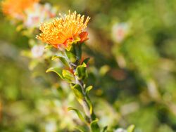 Eremaea brevifolia (flower).JPG