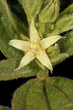 Eriosemopsis subanisophylla 5Dsr 4391.jpg