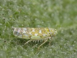 Eupteryx melissae (Cicadellidae) - Sage Leafhopper (9670051299).jpg