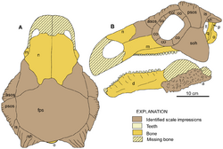 Europelta skull restoration.png