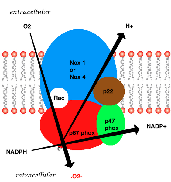 File:Figure 2. Vascular NAD(P)H generating a superoxide.png
