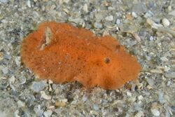 Geitodoris pusae.jpg