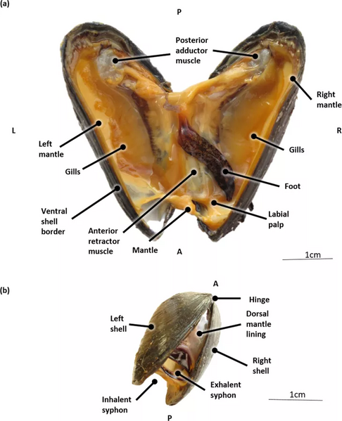 File:General anatomy of Mytilus edulis tissues.webp